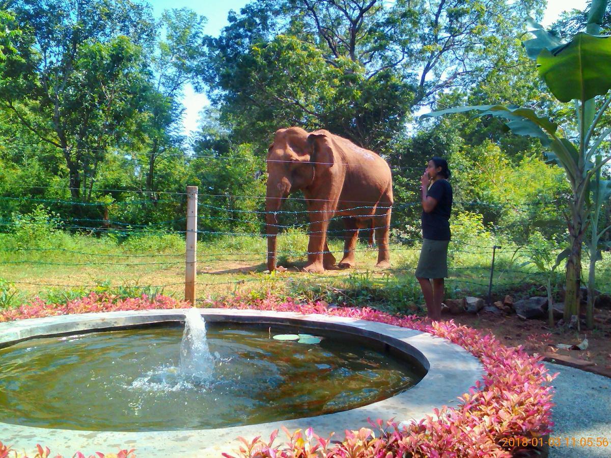 Owls Nest Hotel Udawalawe Bagian luar foto