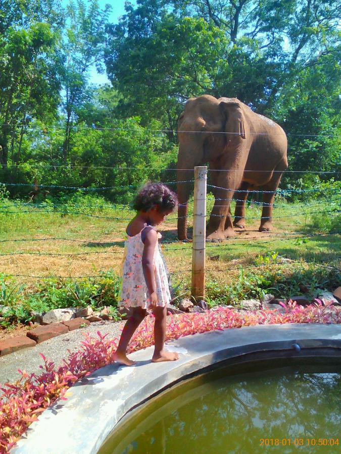 Owls Nest Hotel Udawalawe Bagian luar foto